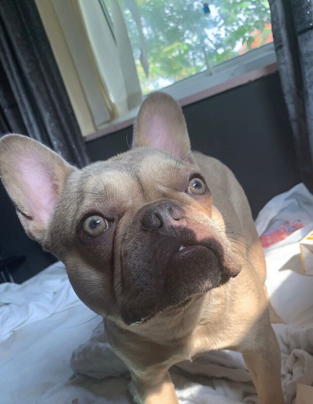 French bulldog for sale in Nottingham, Nottinghamshire