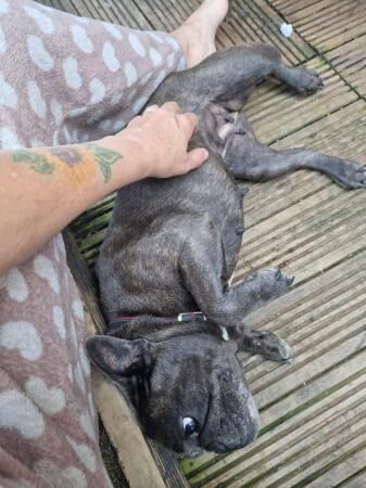 French Bulldog 3 Years Old for sale in Ammanford/Rhydaman, Carmarthenshire