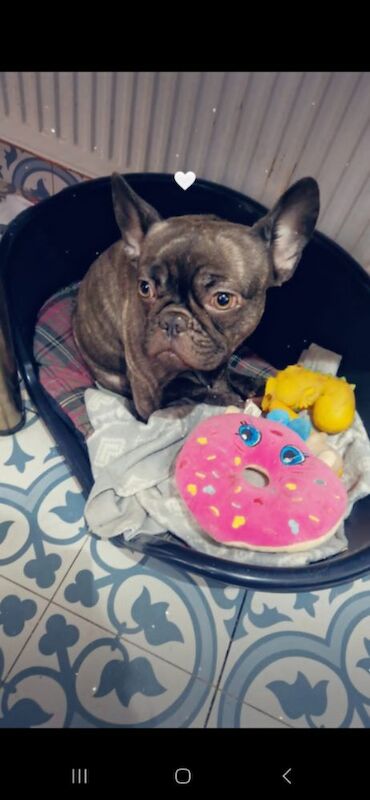 French bulldog 3 years old for sale in Holbeach, Lincolnshire