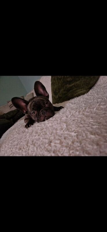 French bulldog 3 years old for sale in Holbeach, Lincolnshire - Image 2