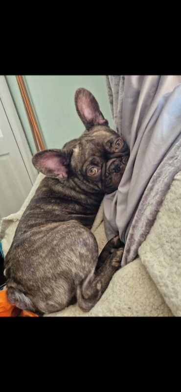 French bulldog 3 years old for sale in Holbeach, Lincolnshire - Image 3