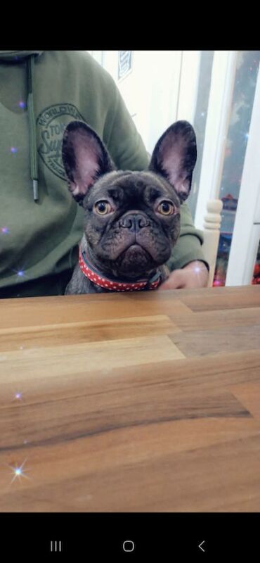 French bulldog 3 years old for sale in Holbeach, Lincolnshire - Image 4