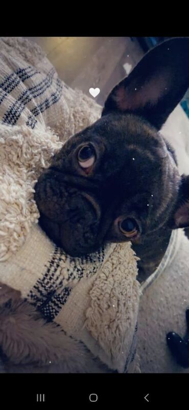 French bulldog 3 years old for sale in Holbeach, Lincolnshire - Image 5