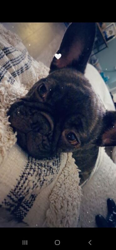 French bulldog 3 years old for sale in Holbeach, Lincolnshire - Image 6