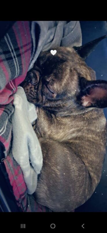 French bulldog 3 years old for sale in Holbeach, Lincolnshire - Image 7