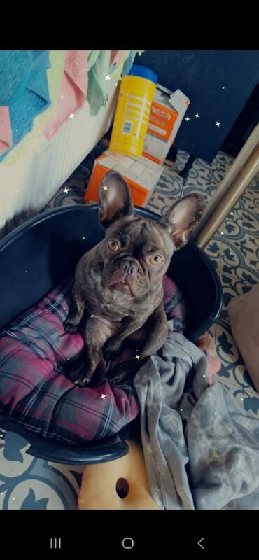 French bulldog 3 years old for sale in Holbeach, Lincolnshire - Image 8