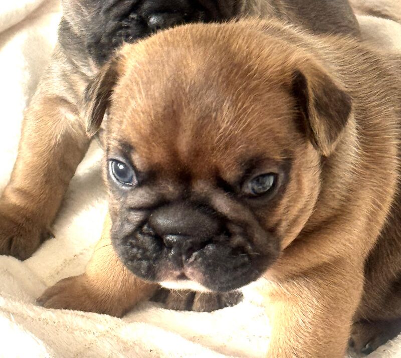 French Bulldog for sale in Ellesmere Port, Cheshire