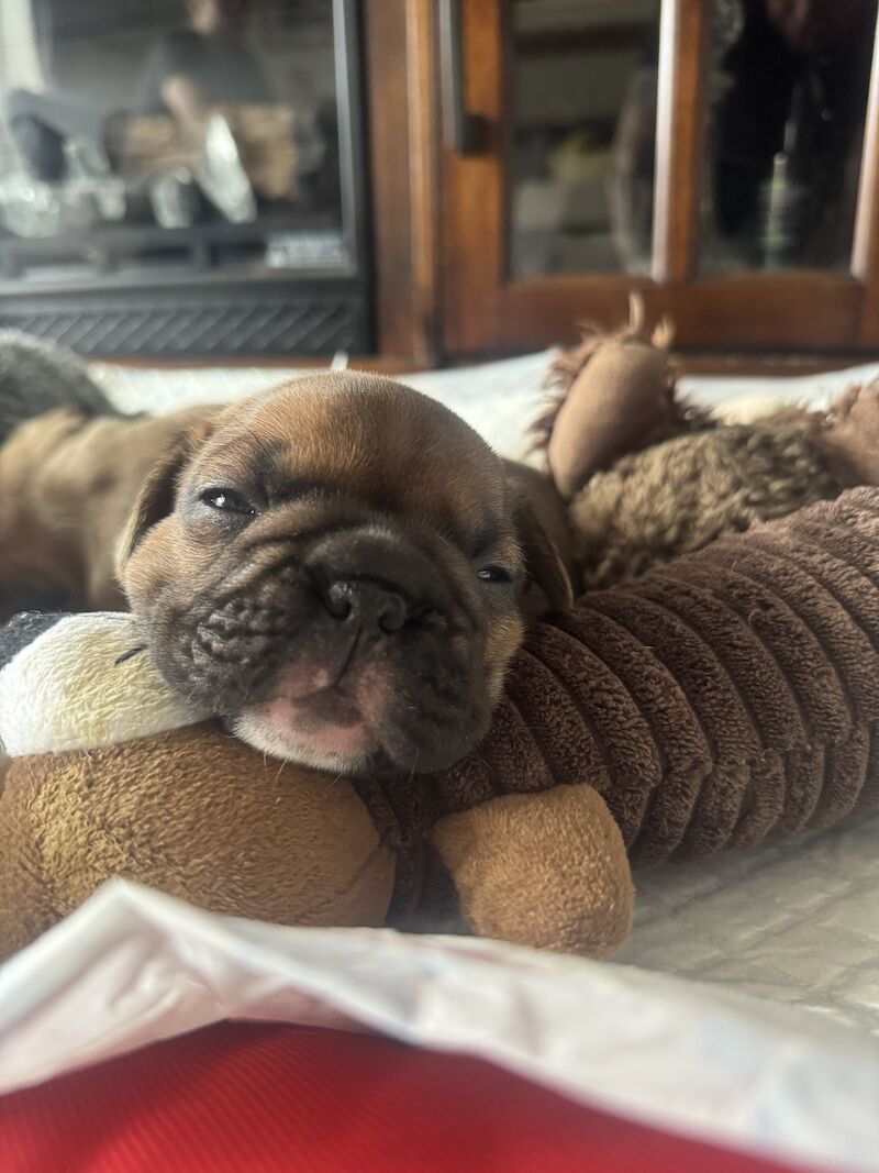 French Bulldog for sale in Ellesmere Port, Cheshire - Image 2