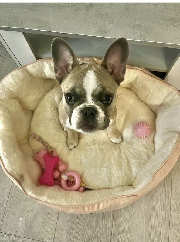 French bulldog for sale in London