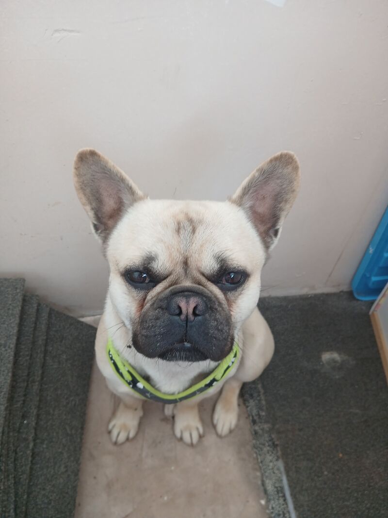 French bulldog for sale in Wigan, Greater Manchester