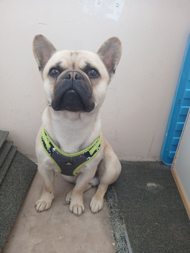 French bulldog for sale in Wigan, Greater Manchester - Image 2