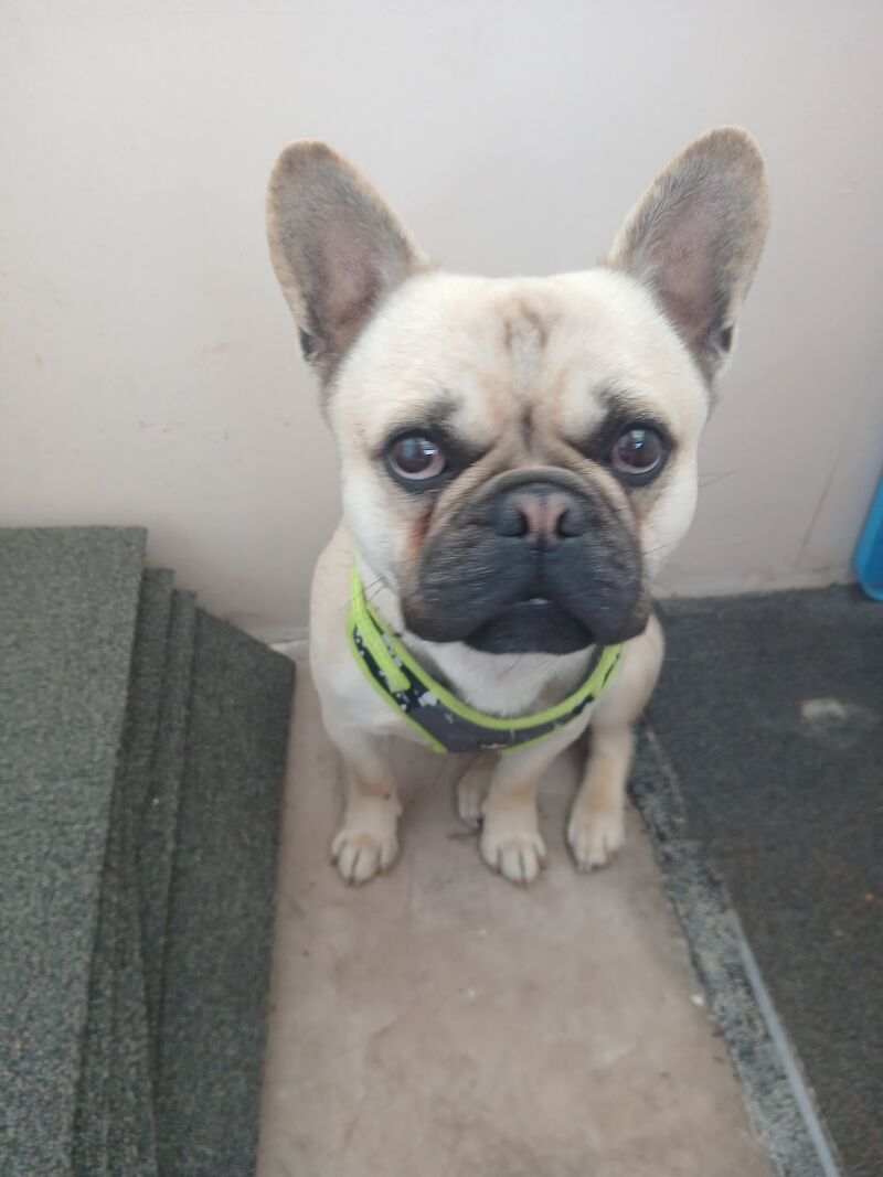 French bulldog for sale in Wigan, Greater Manchester - Image 3