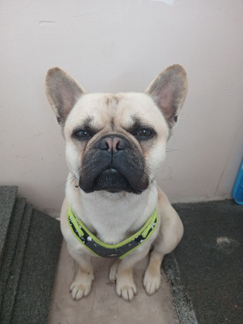 French bulldog for sale in Wigan, Greater Manchester - Image 4