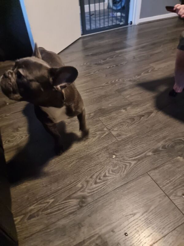 French bulldog for sale in Liverpool, Merseyside - Image 2