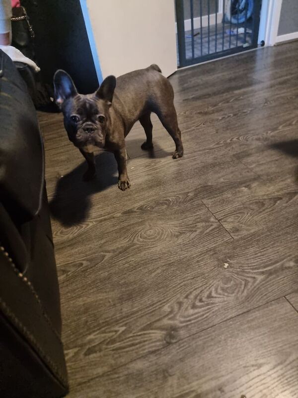 French bulldog for sale in Liverpool, Merseyside - Image 3