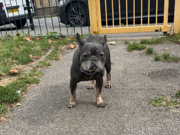 French Bulldog 4 Years Old Needs Rehoming for sale in Enfield, Enfield, Greater London