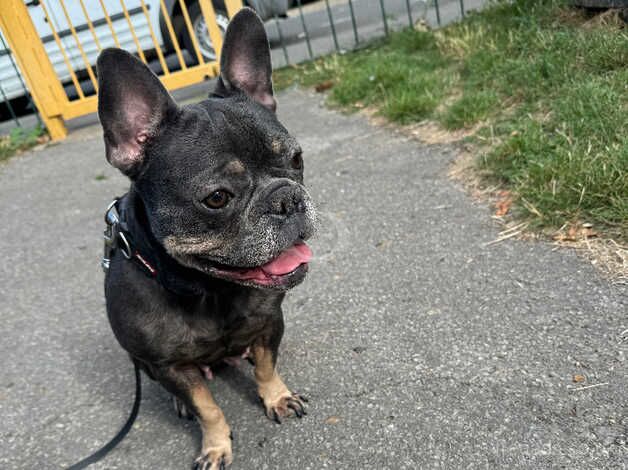 French Bulldog 4 Years Old Needs Rehoming for sale in Enfield, Enfield, Greater London - Image 2