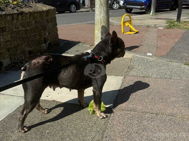 French Bulldog 4 Years Old Needs Rehoming for sale in Enfield, Enfield, Greater London - Image 3