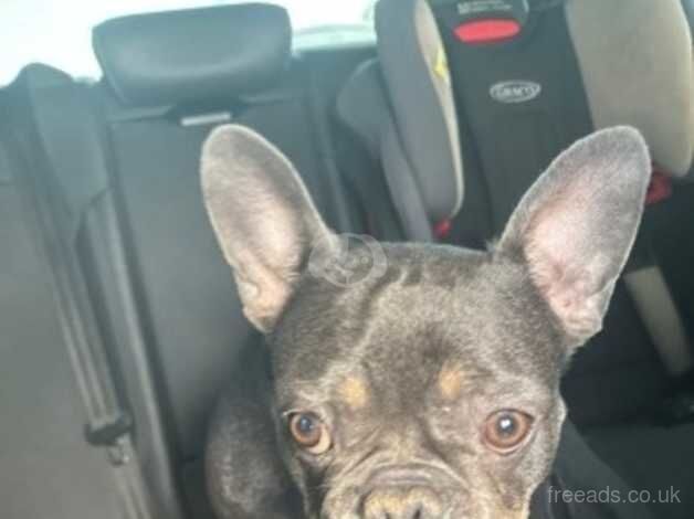 French Bulldog 4 Years Old Needs Rehoming for sale in Enfield, Enfield, Greater London - Image 4