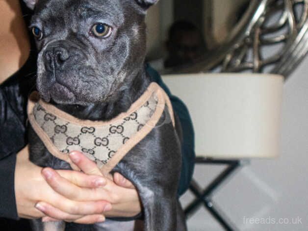 French Bulldog 4 Years Old Needs Rehoming for sale in Enfield, Enfield, Greater London - Image 5