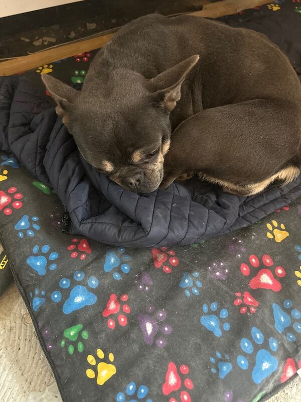 French bulldog for sale in Bradford, West Yorkshire