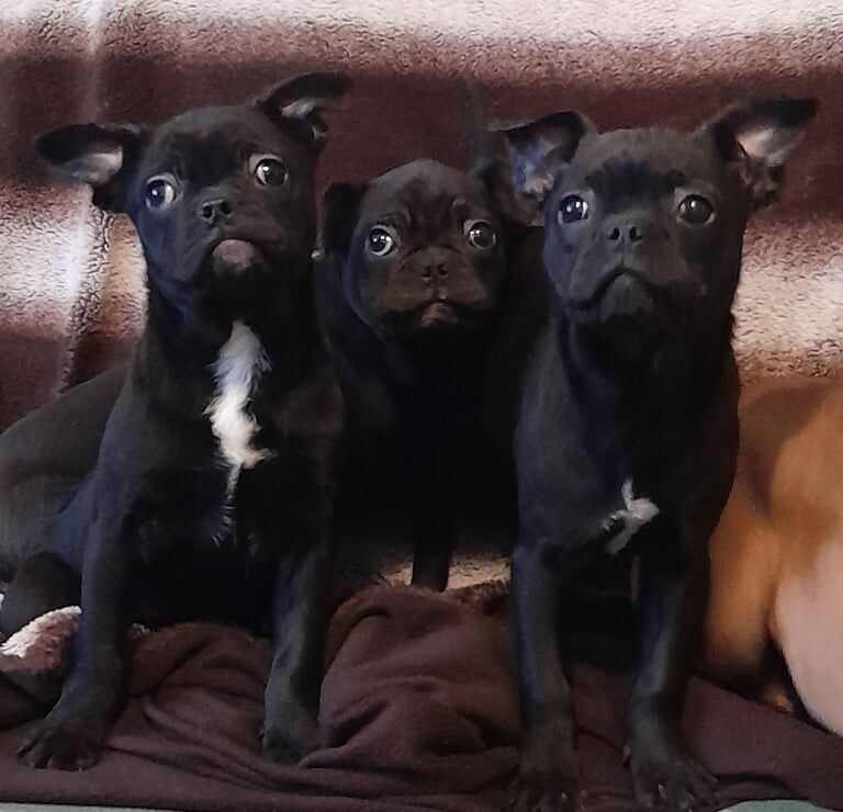 French bulldog for sale in Omagh, County Tyrone