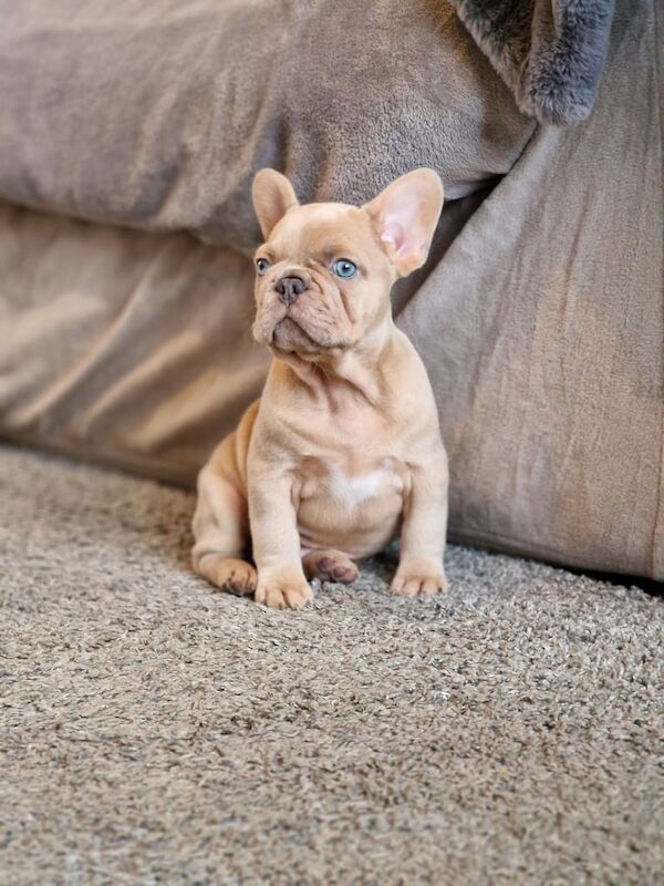 French bulldog for sale in High Wycombe, Buckinghamshire