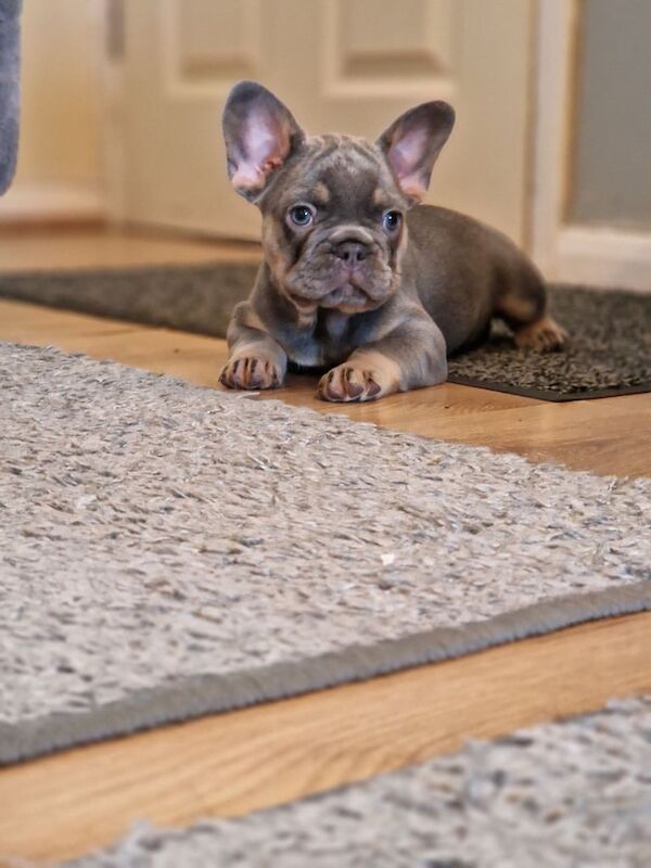 French bulldog for sale in High Wycombe, Buckinghamshire - Image 2