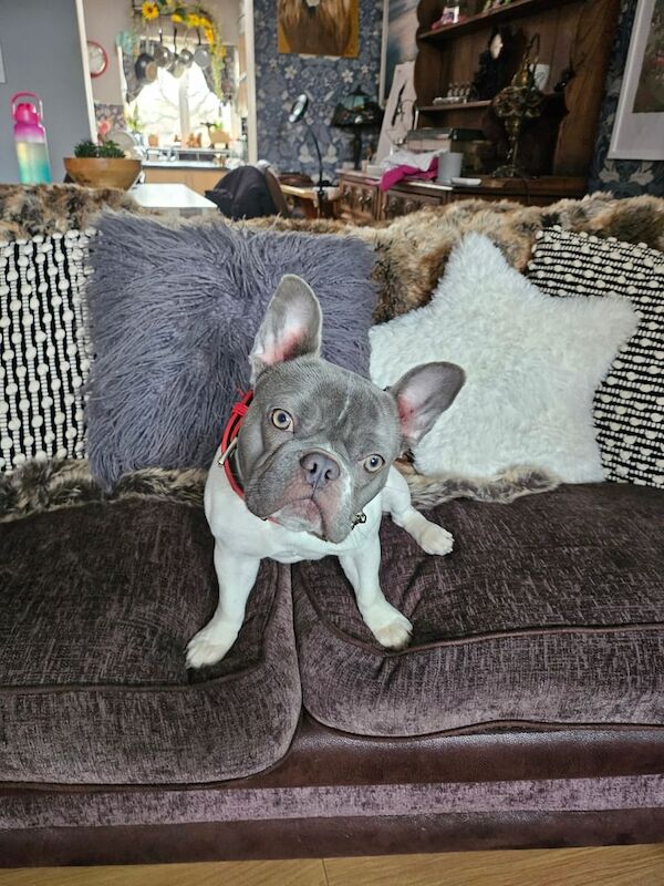 FRENCH BULLDOG for sale in Swadlincote, Derbyshire