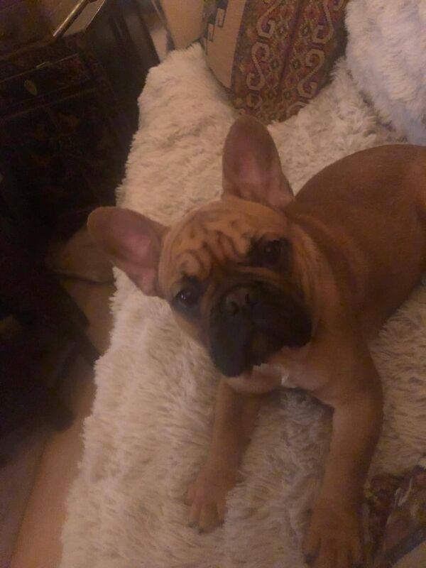 French bulldog £500 for sale in Lower Earley, Berkshire