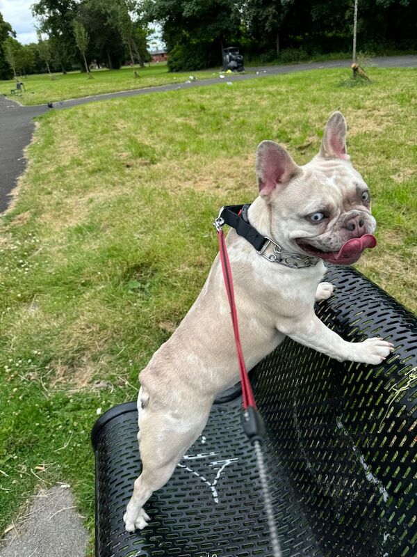 French Bulldog for sale in South Side, City of Edinburgh