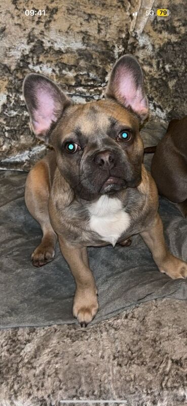 French bulldog (6months) for sale in Brentwood, Essex