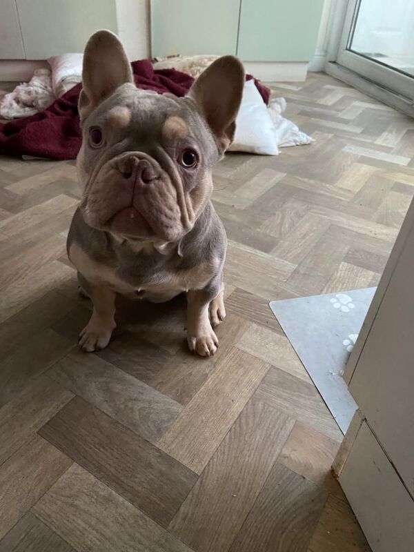 French bulldog 7 months old, great with kids and other dogs, house trained (blue and tan for sale in Scarborough, North Yorkshire