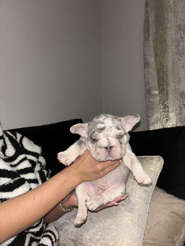 French bulldog (BIG ROPES) for sale in Carmarthen / Caerfyrddin, Dyfed