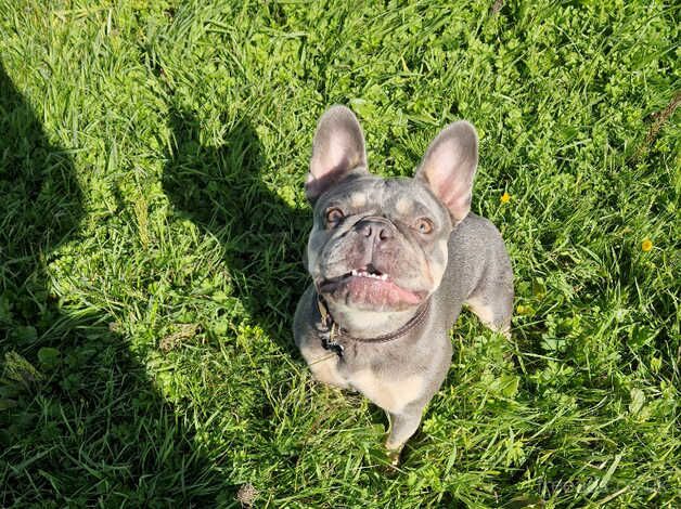 French bulldog blue and tan for sale in Burnley, Lancashire