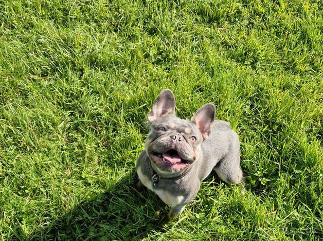 French bulldog blue and tan for sale in Burnley, Lancashire - Image 2