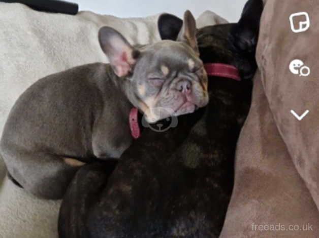 French bulldog blue and tan for sale in Burnley, Lancashire - Image 3