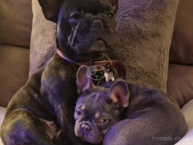 French bulldog blue and tan for sale in Burnley, Lancashire - Image 4