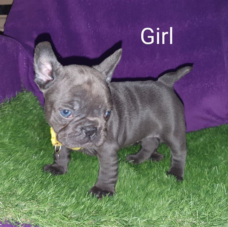 French Bulldog blue puppies for sale in Walthamstow Forest, Greater London