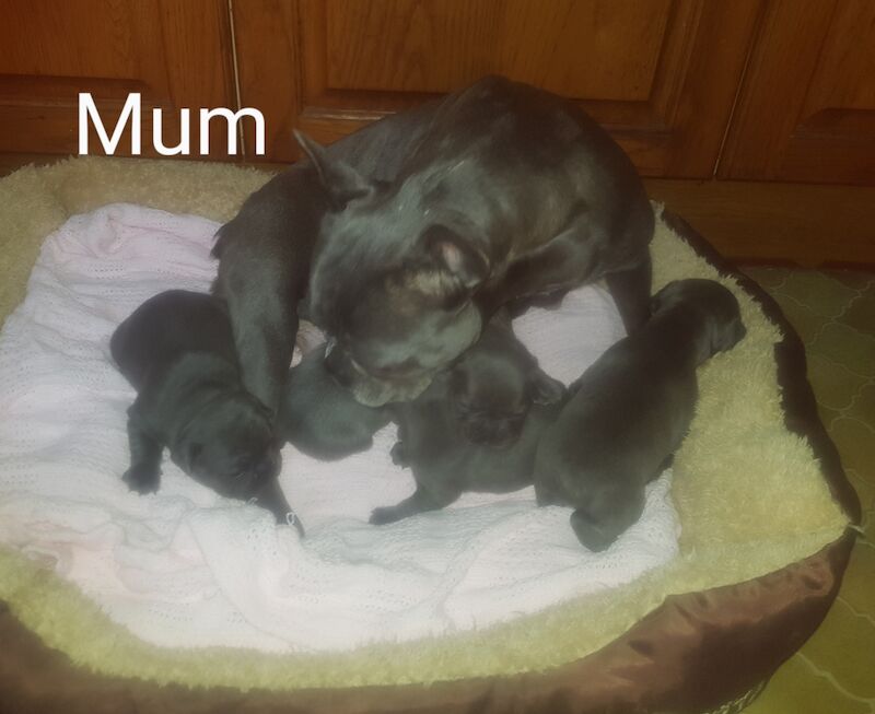 French Bulldog blue puppies for sale in Walthamstow Forest, Greater London - Image 2