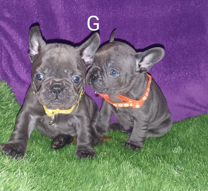 French Bulldog blue puppies for sale in Walthamstow Forest, Greater London - Image 3