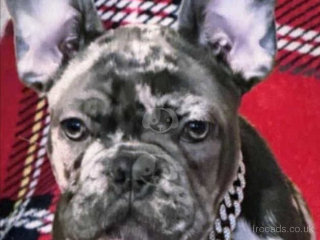 French bulldog boy for sale in Redhill, Aberdeenshire