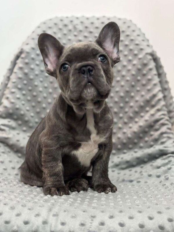 French bulldog carrying fluffy for sale in Kidderminster, Worcestershire