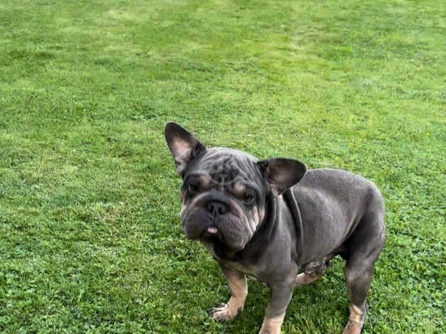 French bulldog cross English bulldog for sale in Winscombe, Somerset