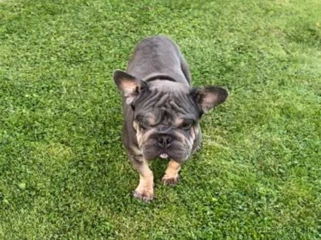 French bulldog cross English bulldog for sale in Winscombe, Somerset - Image 3