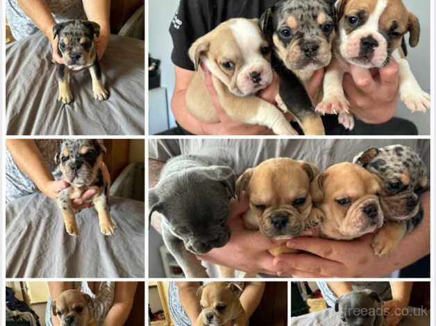 French bulldog cross new English bulldog for sale in Leyland, Lancashire