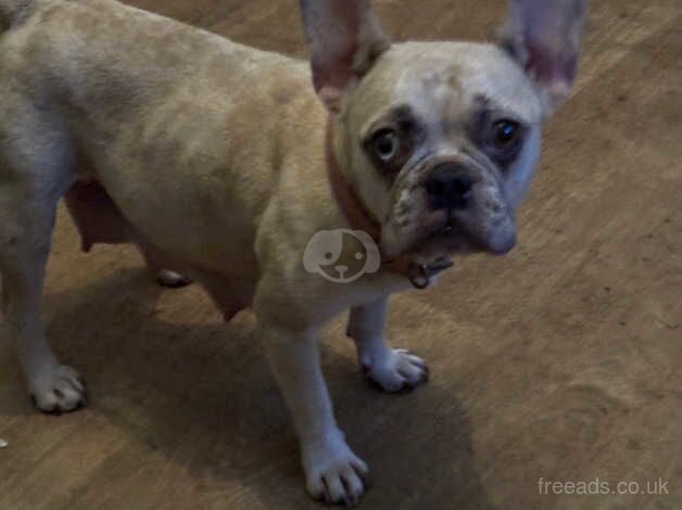 French bulldog cross new English bulldog for sale in Leyland, Lancashire - Image 3