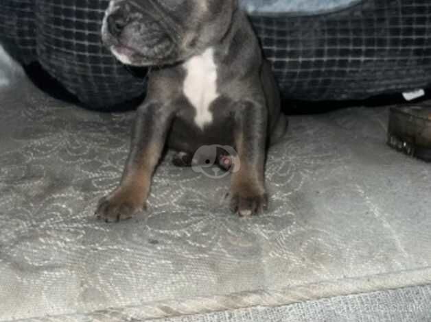 French bulldog cross pocket bullet for sale in Burnley, Lancashire