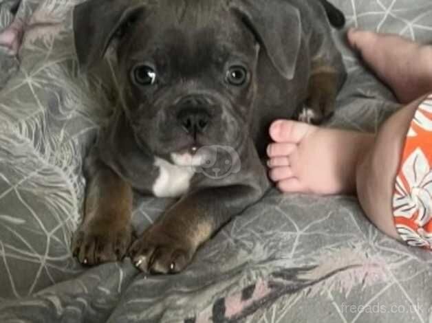 French bulldog cross pocket bullet for sale in Burnley, Lancashire - Image 2