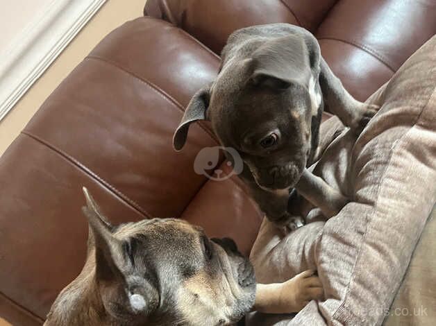 French bulldog cross pocket bullet for sale in Burnley, Lancashire - Image 3